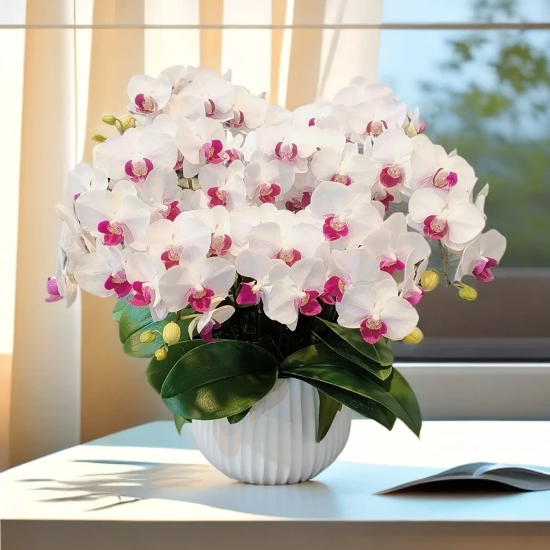 【避风港】-梦茜儿的花坊-优选养活送礼卧室耐养绿植带花带花苞开花