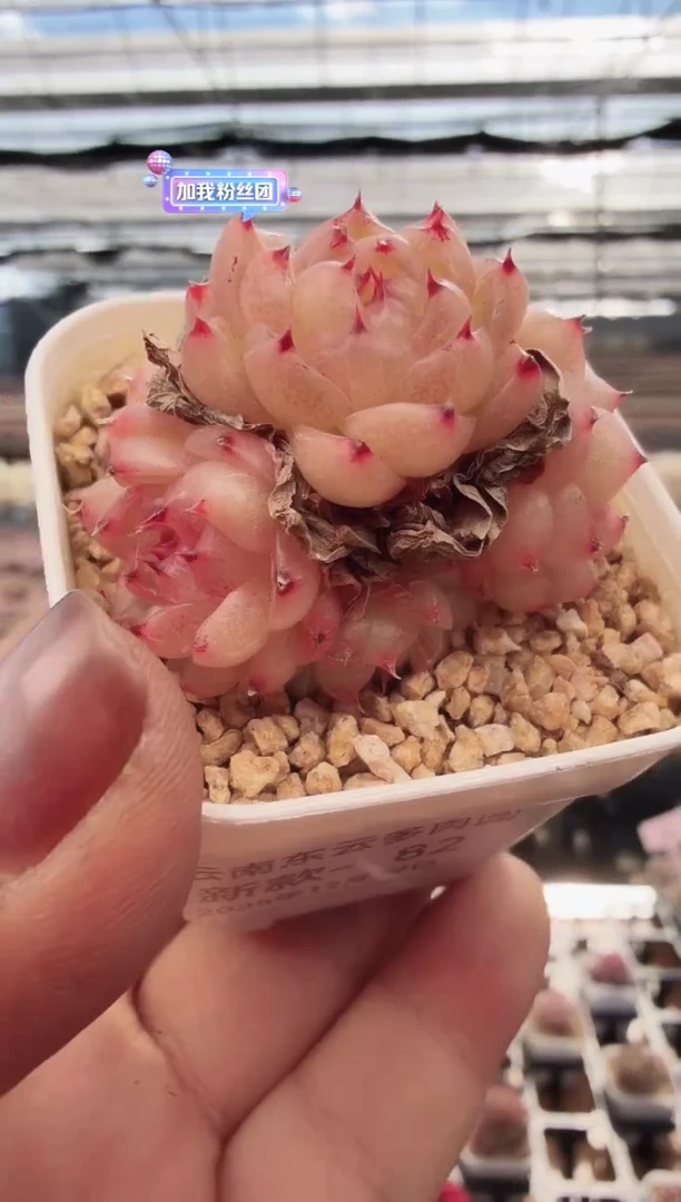 东云多肉园新款-82