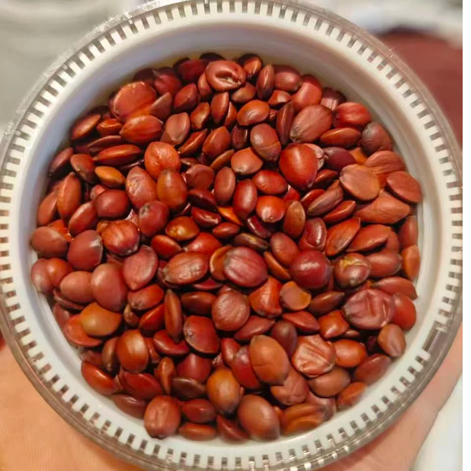 正宗纯野生酸枣仁 保证正品