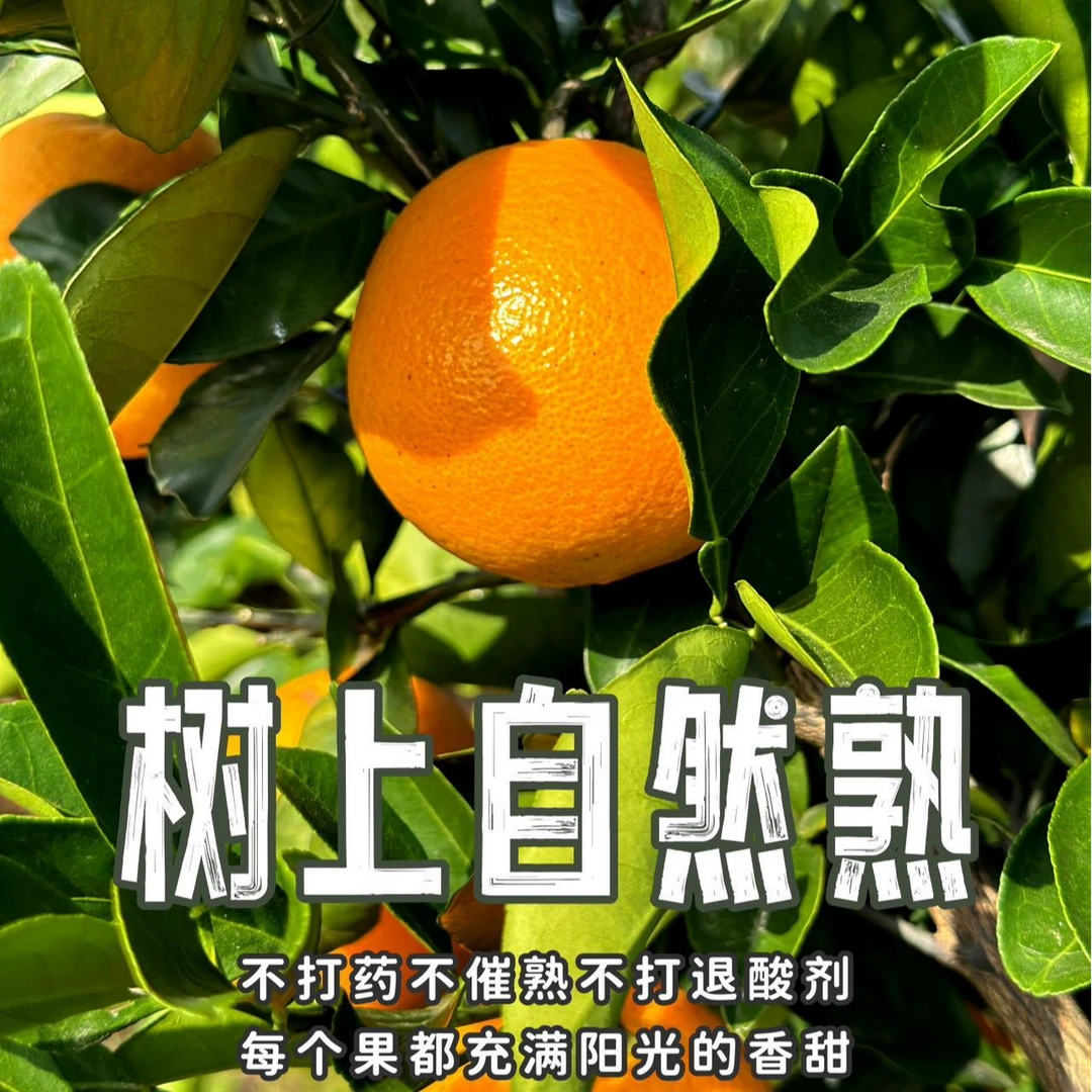 正宗赣南脐橙 |290项农残未检出，赣南高山老树果园
