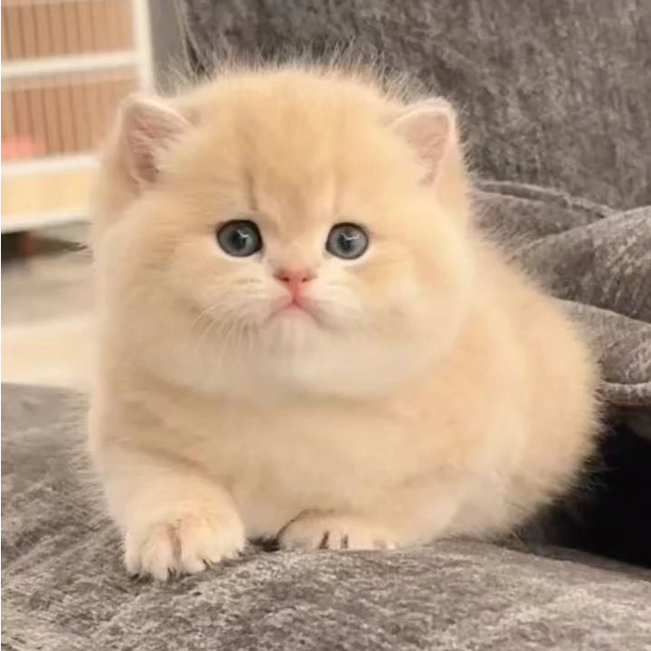 桐桐（全品类）金渐层蓝金渐层缅因布偶