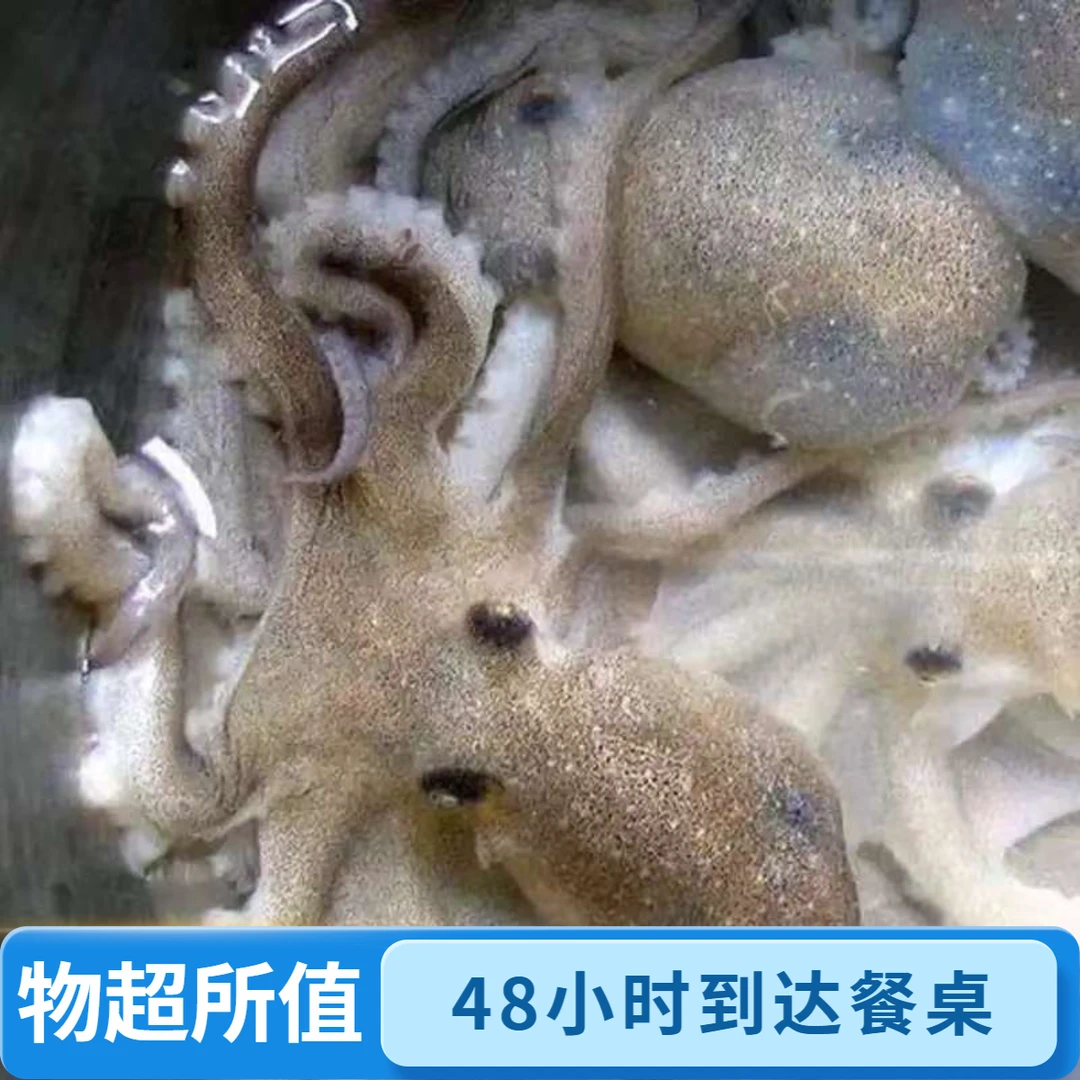 胶东特产鲜活八带鮹45元/斤会跳舞的海鲜脆嫩弹牙盐醋清洗去粘液白灼爆炒精品