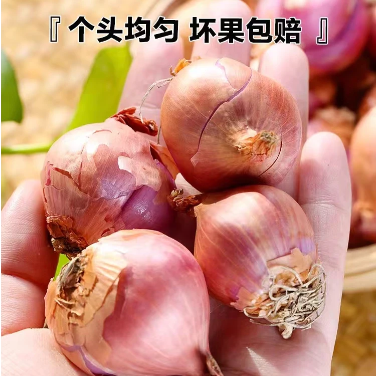 东北小笨毛葱2/5斤装