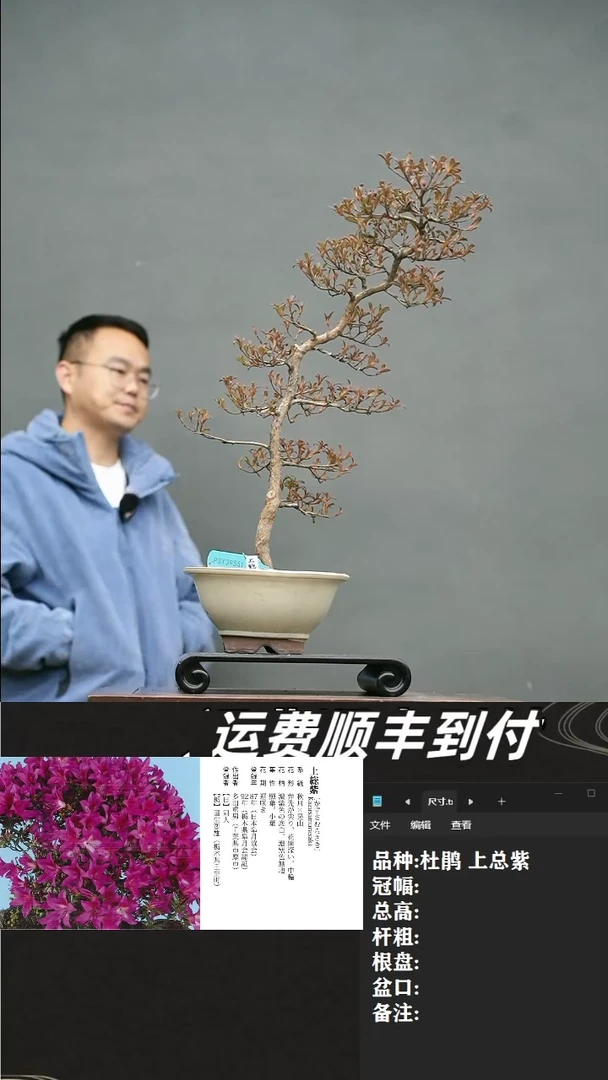 【闪购商品】13  杜鹃 上总紫