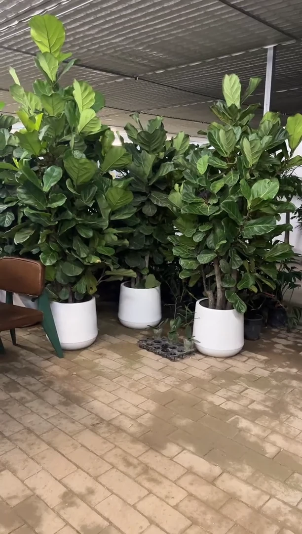不开花植物通用链接