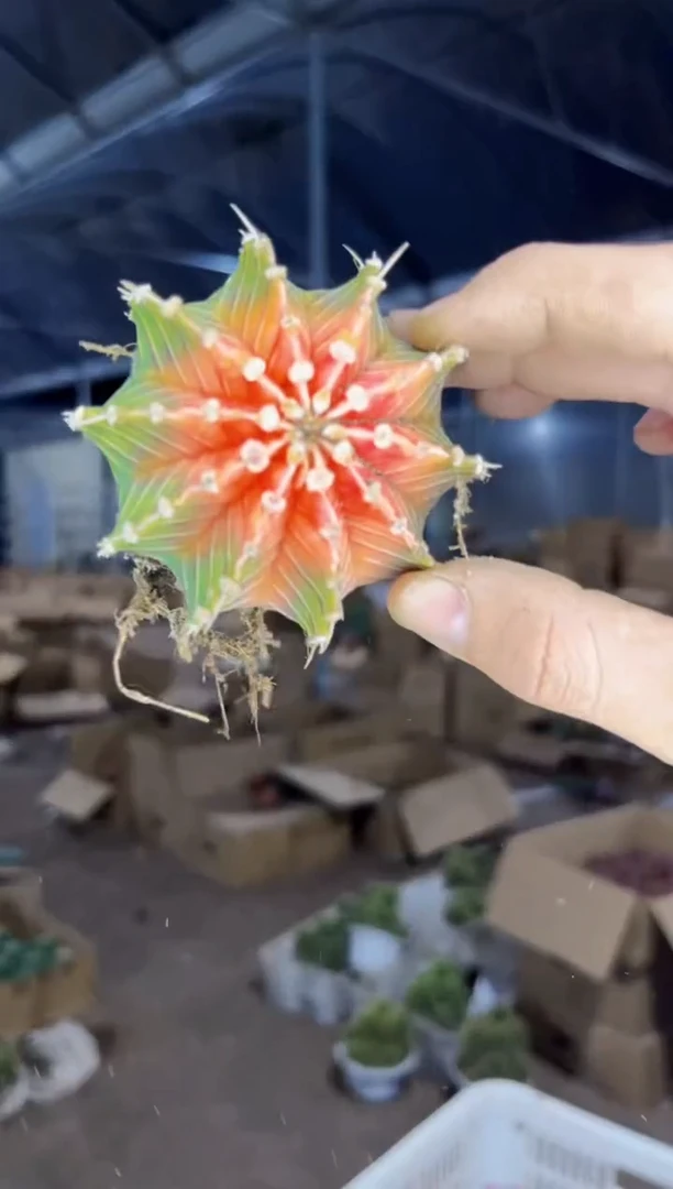 【闪购商品】3颗 牡丹【不指定带锦】6-8cm