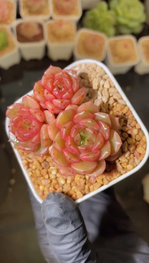 闪购2007 妖精珍妮多肉一颗4厘米