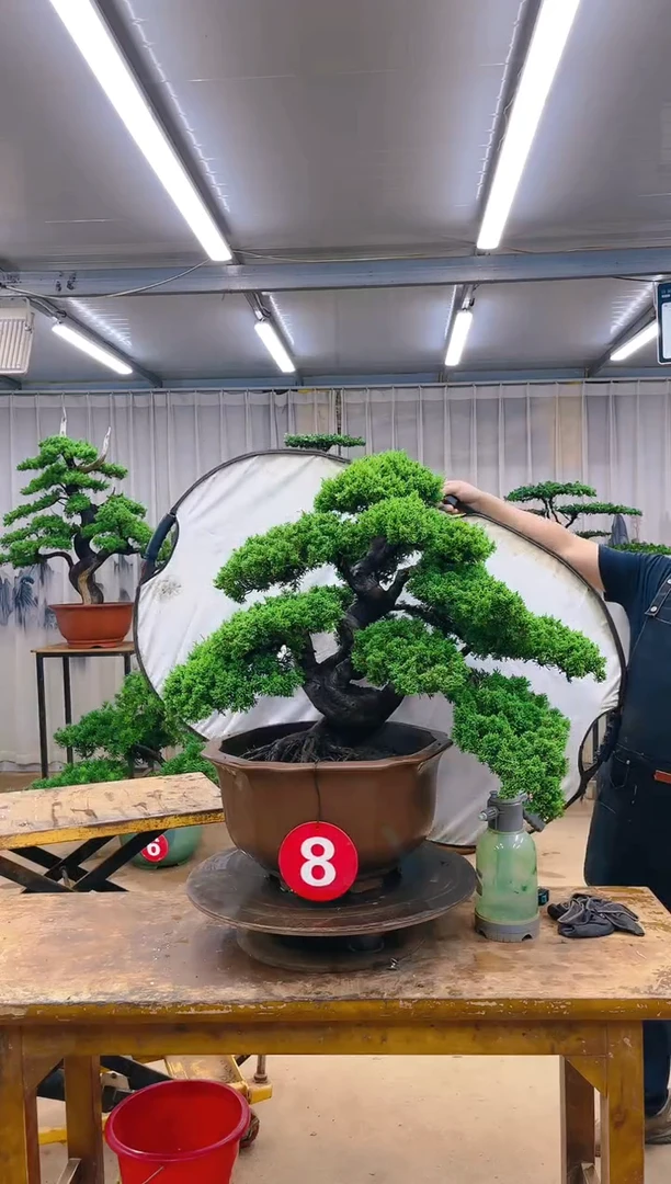 无花朵乔****永精品盆景 一物一拍