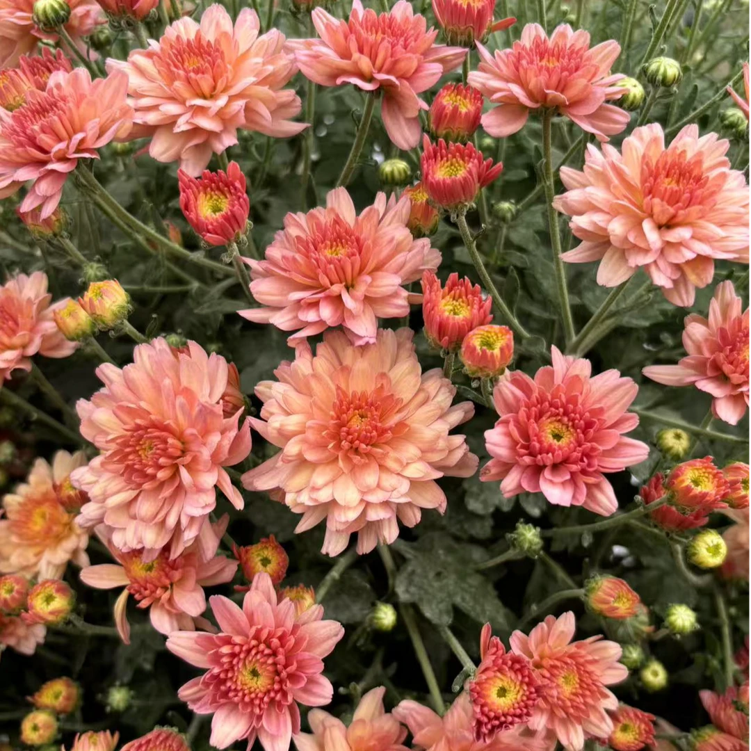 香槟蜜桃1.5加仑 千头菊 多季节开花 花量大易包盆 新手易养护