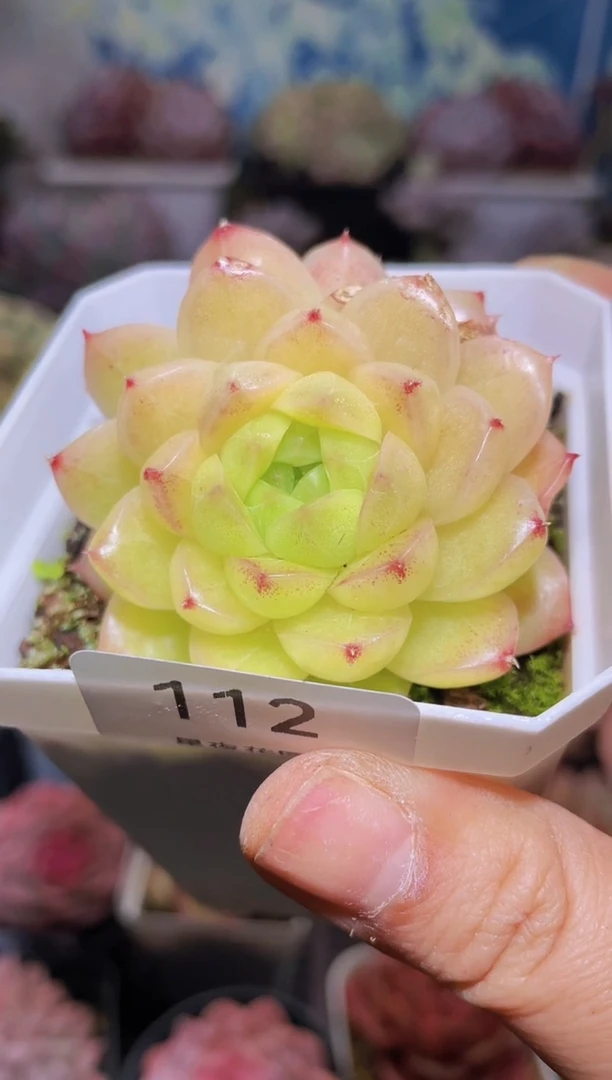 【闪购商品】112星辰珍妮