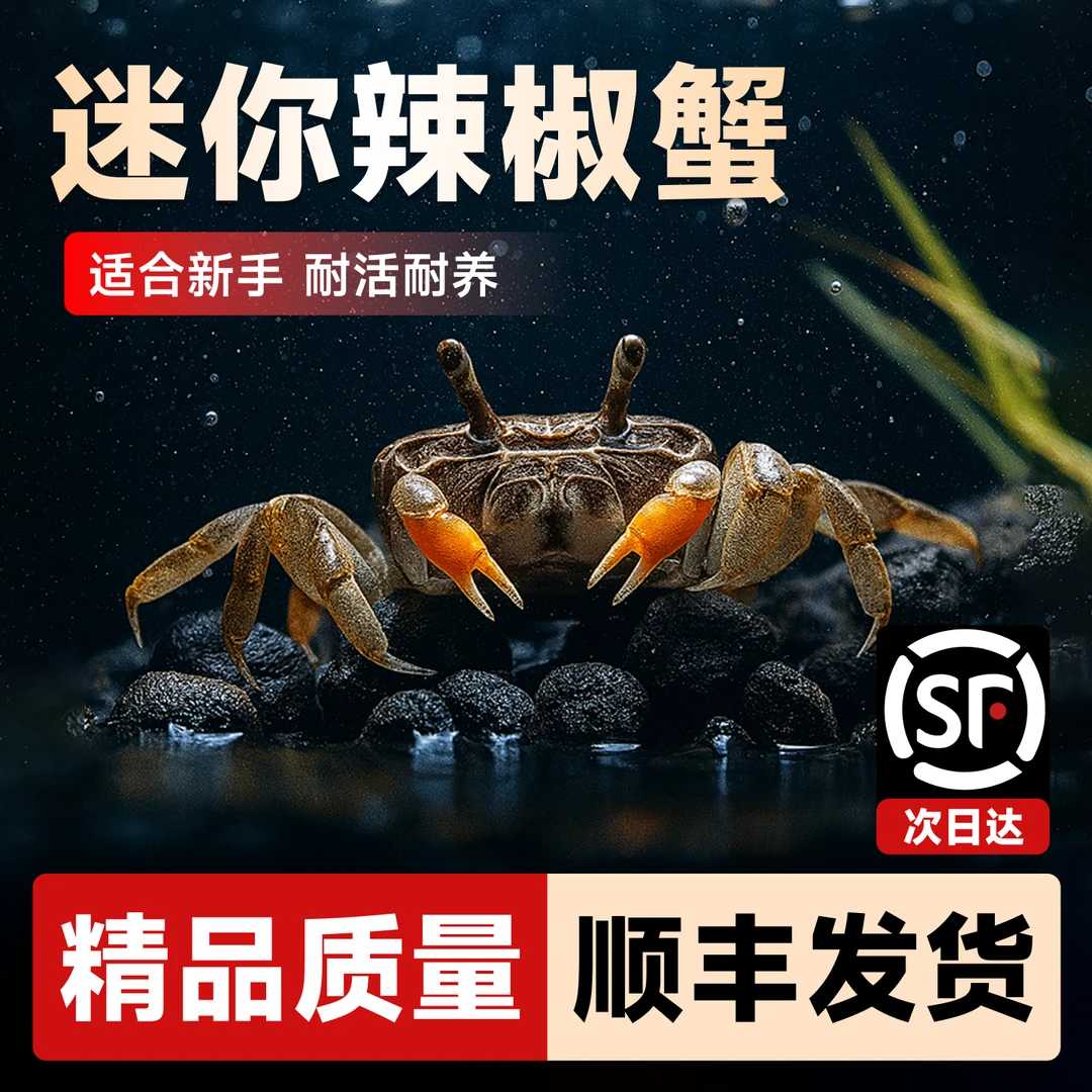 迷你蟹辣椒蟹宠物鱼缸观赏蟹淡水活体草缸可深水养殖小螃蟹除藻蟹