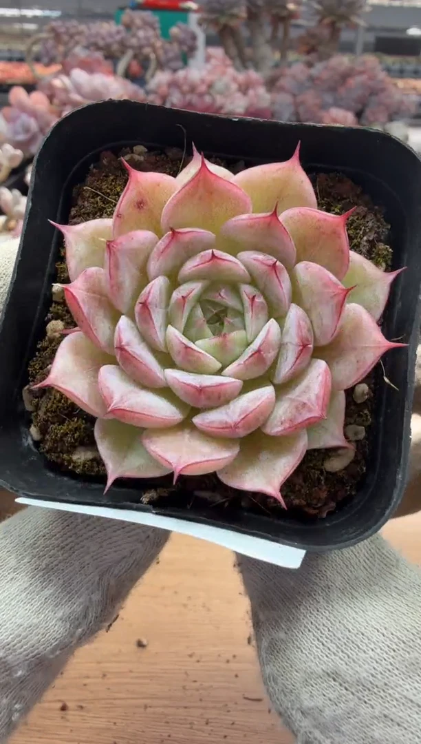 东云多肉园三店-06