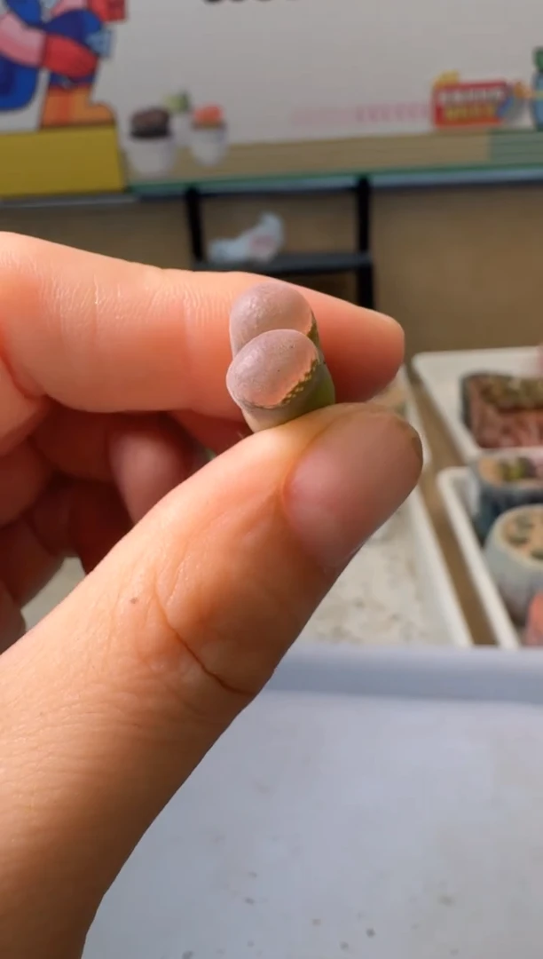 美丽的肉石头3.1-102腰子