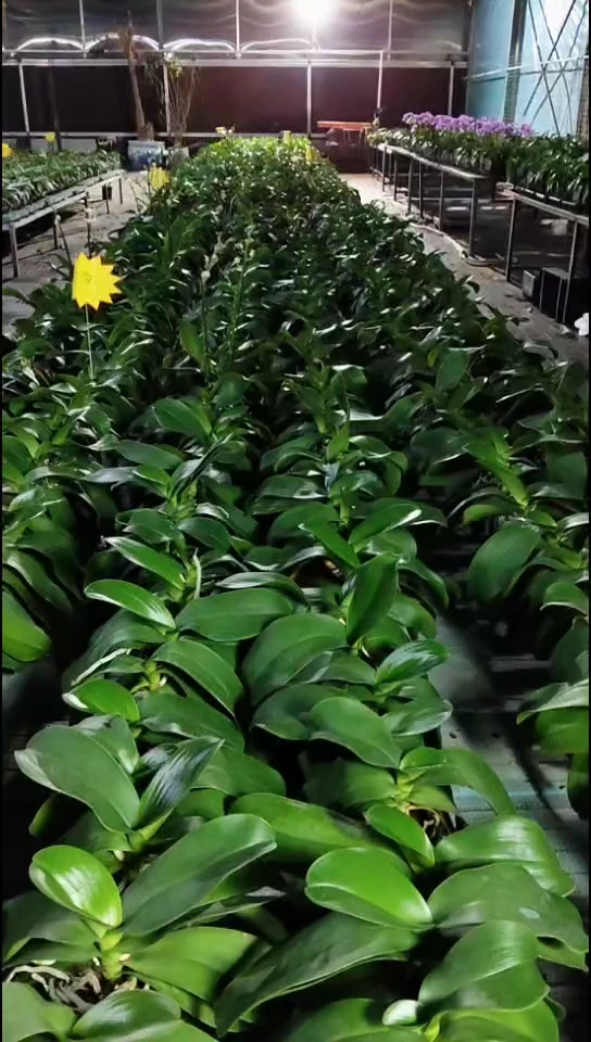 全部花朵进口洋兰樱桃