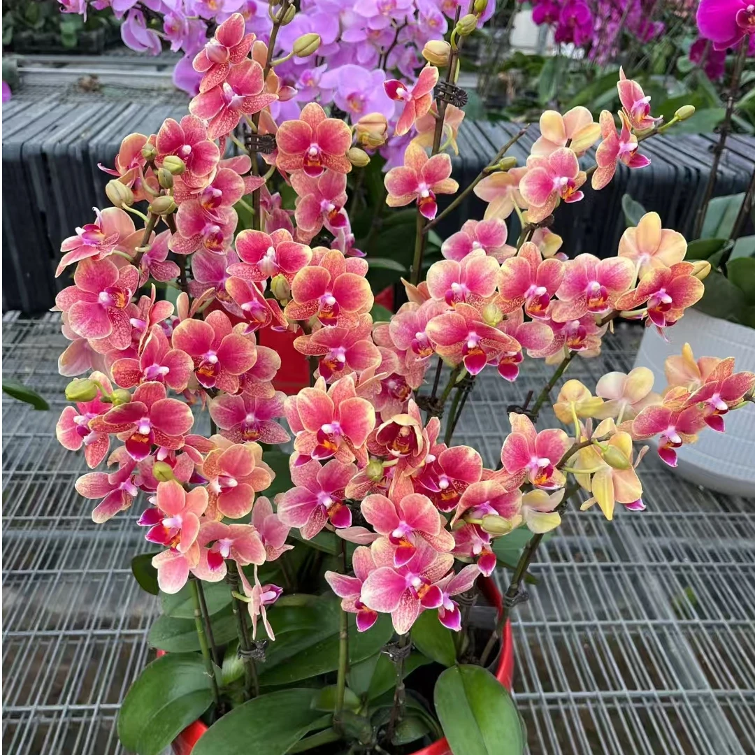 【2个花剑】渐变色  蜡质花 金蝶蝴蝶兰 花期7个月左右