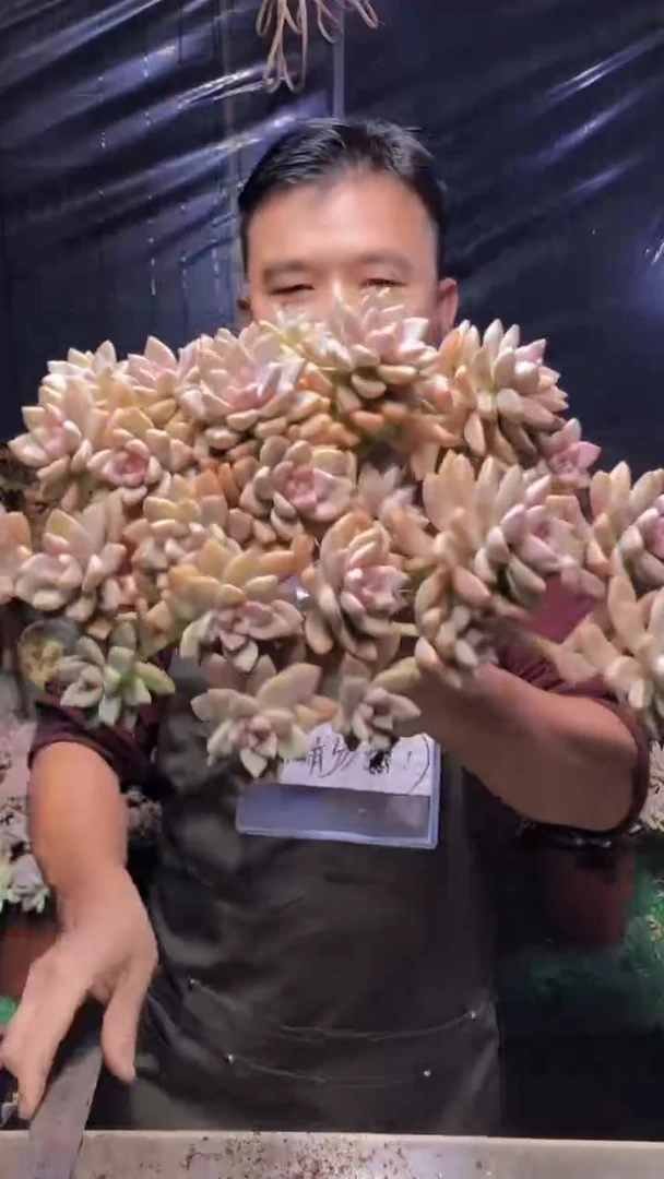 187淡雪缀化（一物一拍）