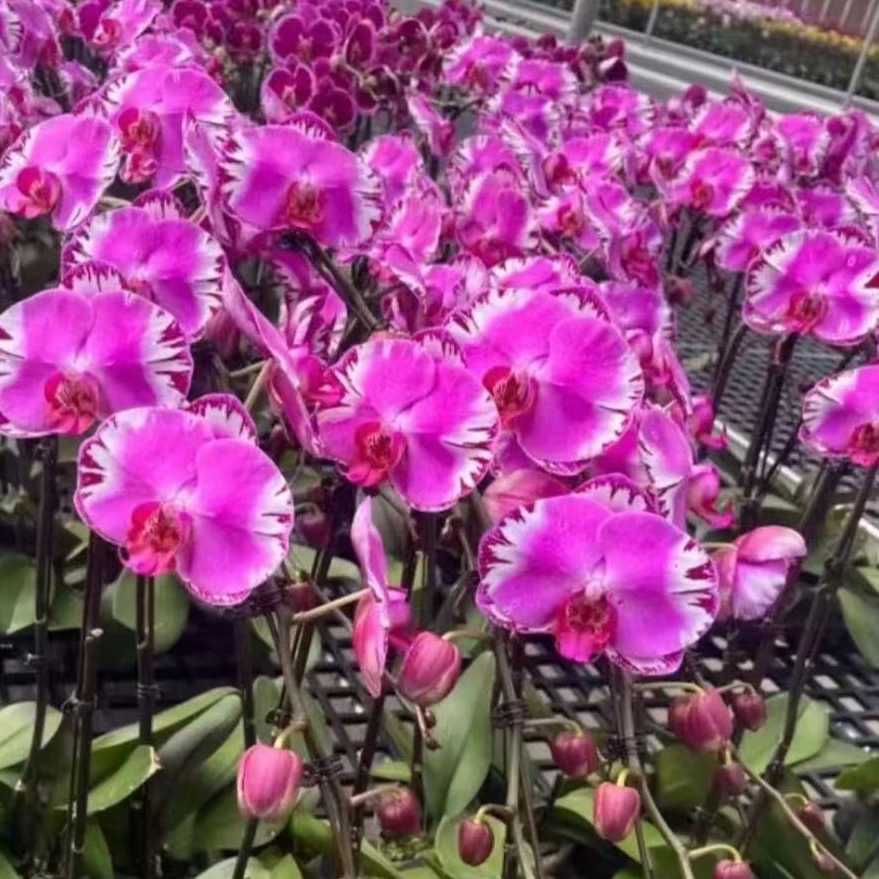 蝴蝶兰【大杨靓女】大花垂感带花 室内花花  广州花卉源头基地