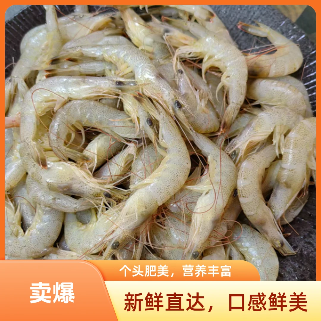 青岛崂山野生海白虾4斤