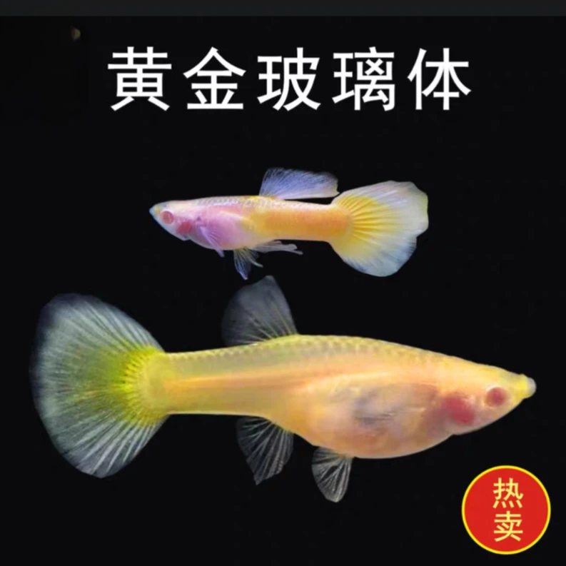 小型热带观赏鱼   黄金玻璃体