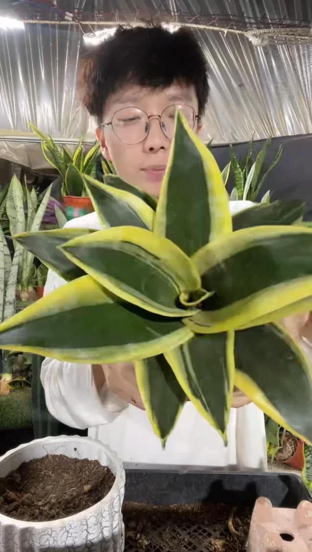 10cm宝塔金荷花带盆土15.8