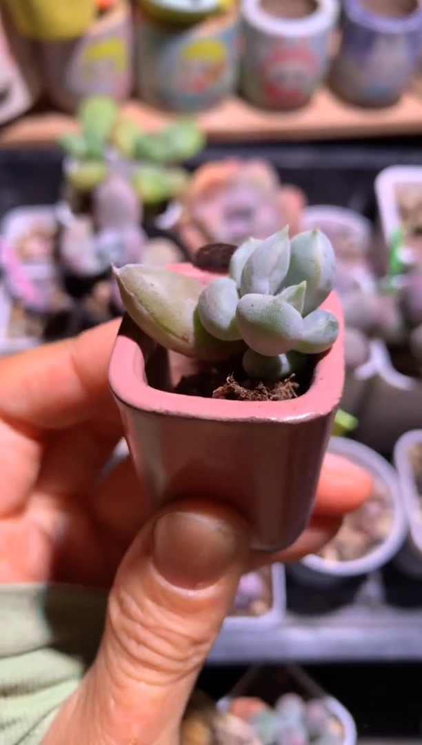 奶油尖尖奶酪多肉