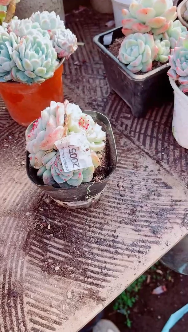 ?****?跃跃精品多肉20051