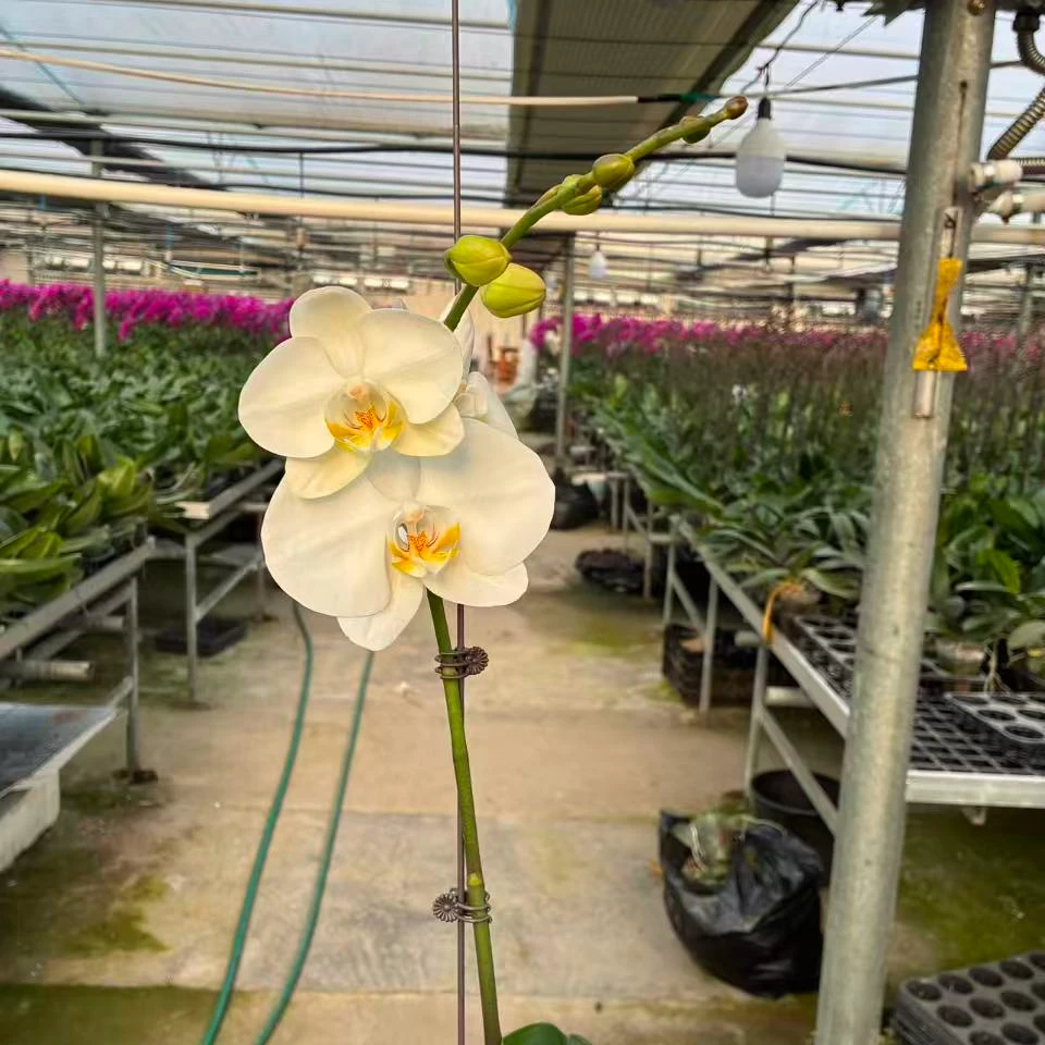 【剑桥3.0寸】蝴蝶兰鲜花盆栽