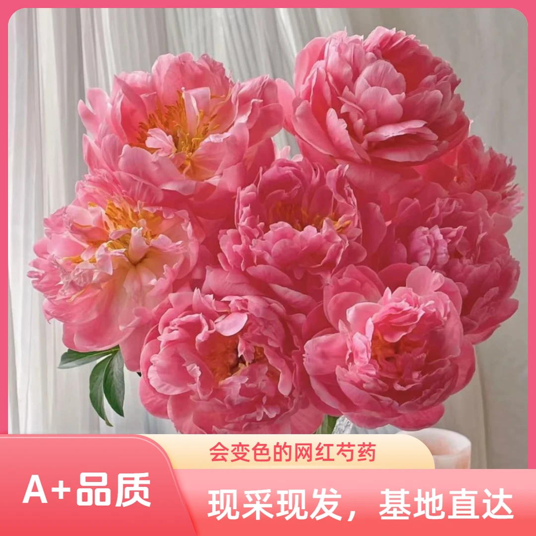 【现货】进口珊瑚夏威夷会变色网红芍药鲜花家庭水养插花婚礼手捧花