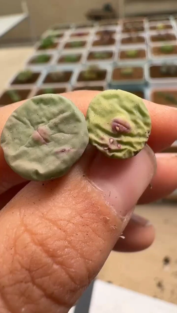 美丽的肉石头- 26