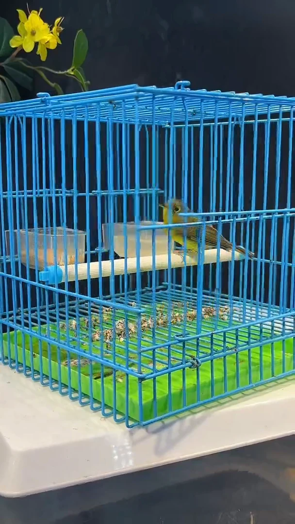 84号  金框养笼  0元起拍