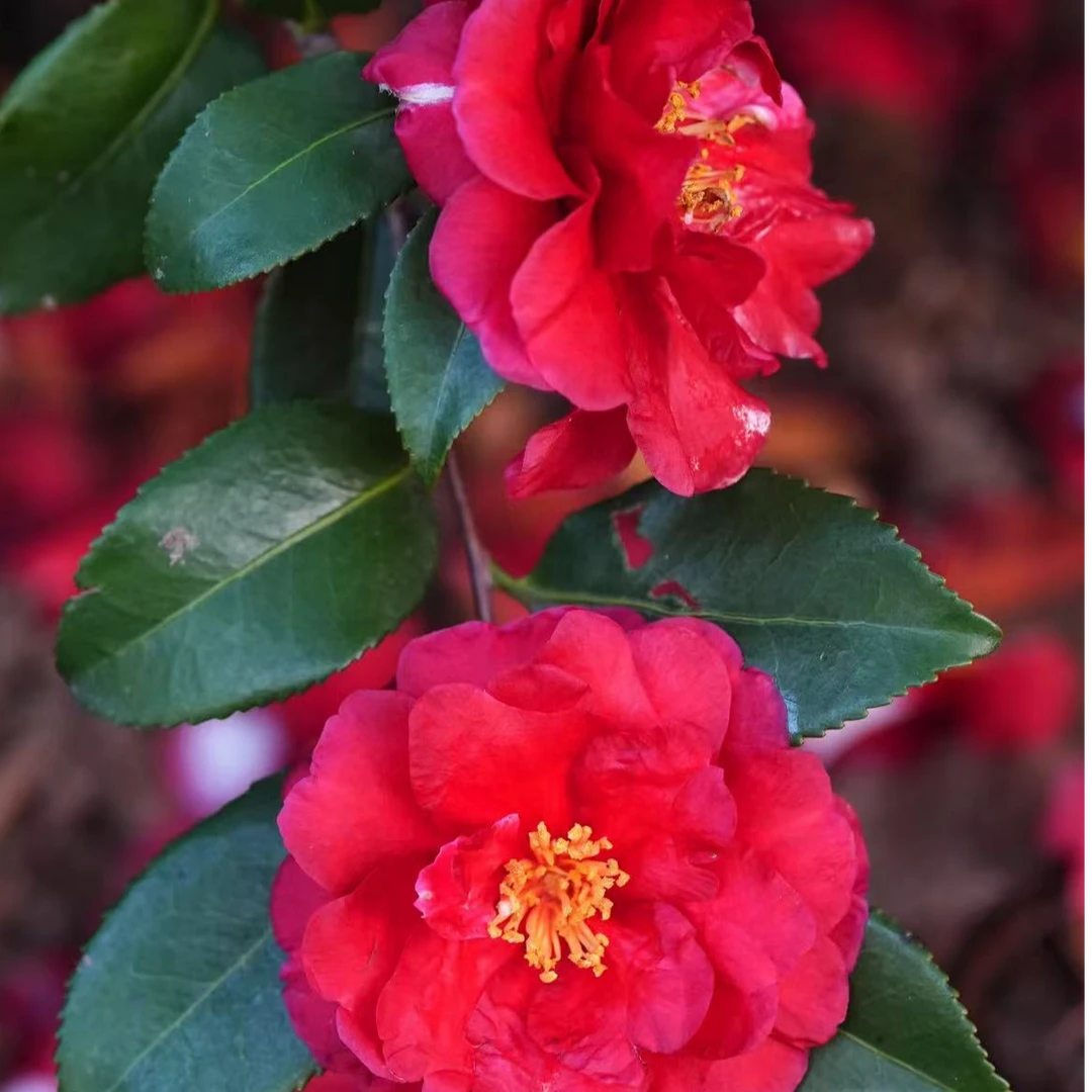 茶梅盆栽玫瑰红秋冬季节带花苞春天开花山茶梅