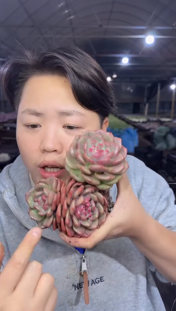 单头起艾利尔2颗 5