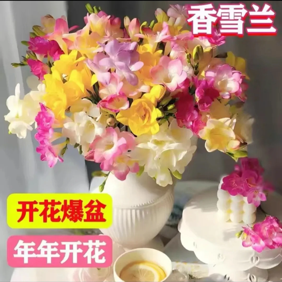 香雪兰种球小苍兰四季种植家庭阳台小院开花爆盆年年开花