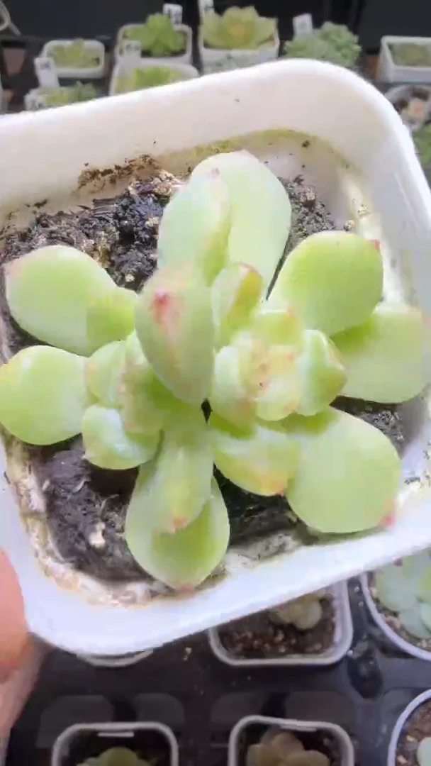 1471  相柳多肉植物