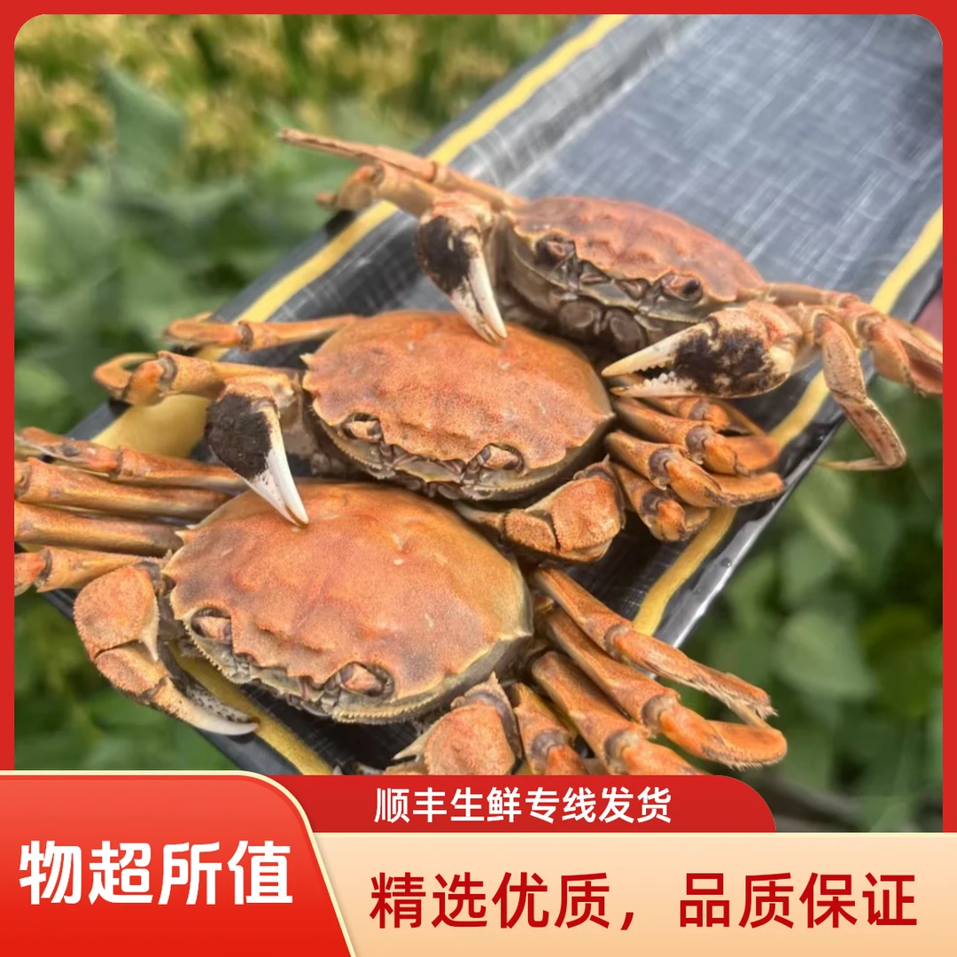 【活蟹】（12只公送12只母）盘锦河蟹公1.3-1两母1-0.8两顺丰冷链老徐