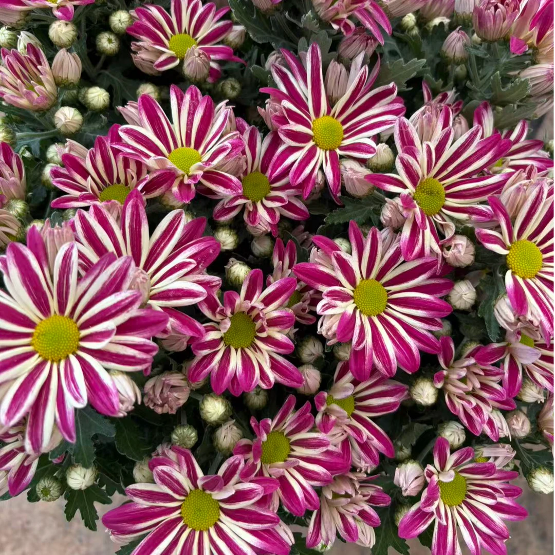 油墨画斑纹菊荷兰菊花苗耐热花量大多季节开花新手易养护