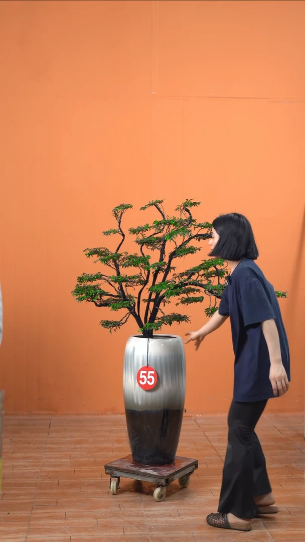 无花朵手***海广东小叶紫檀