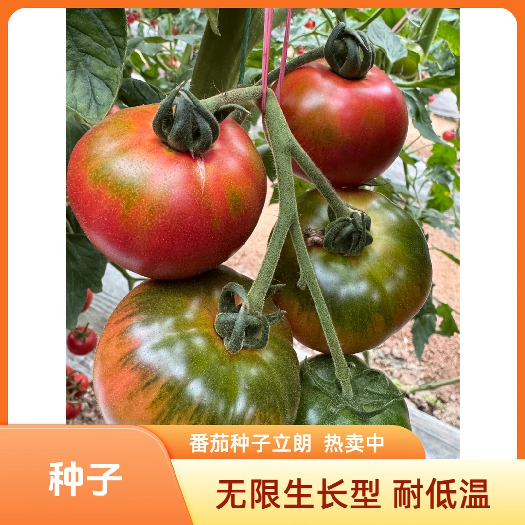 无限生长型西红柿种子种籽水果洋柿子番茄种子立朗近圆球形耐低温