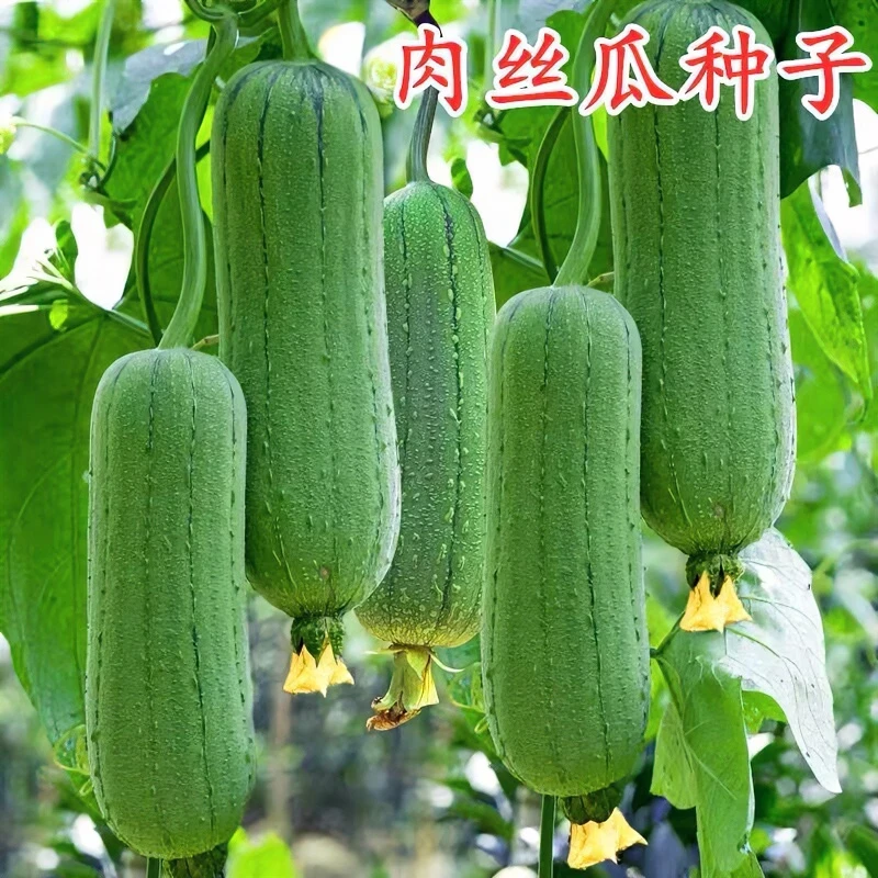 肉丝瓜种子高产早熟四季香丝瓜当季阳台易活清香春秋冬天蔬菜种子