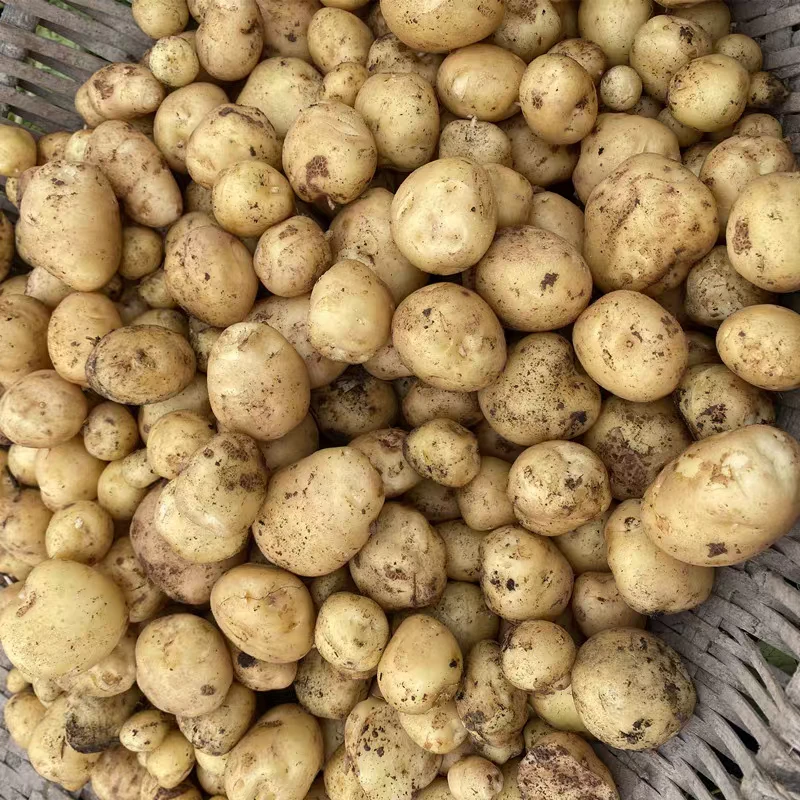 农家新鲜小土豆 （马铃薯）黄心软糯 表皮光滑