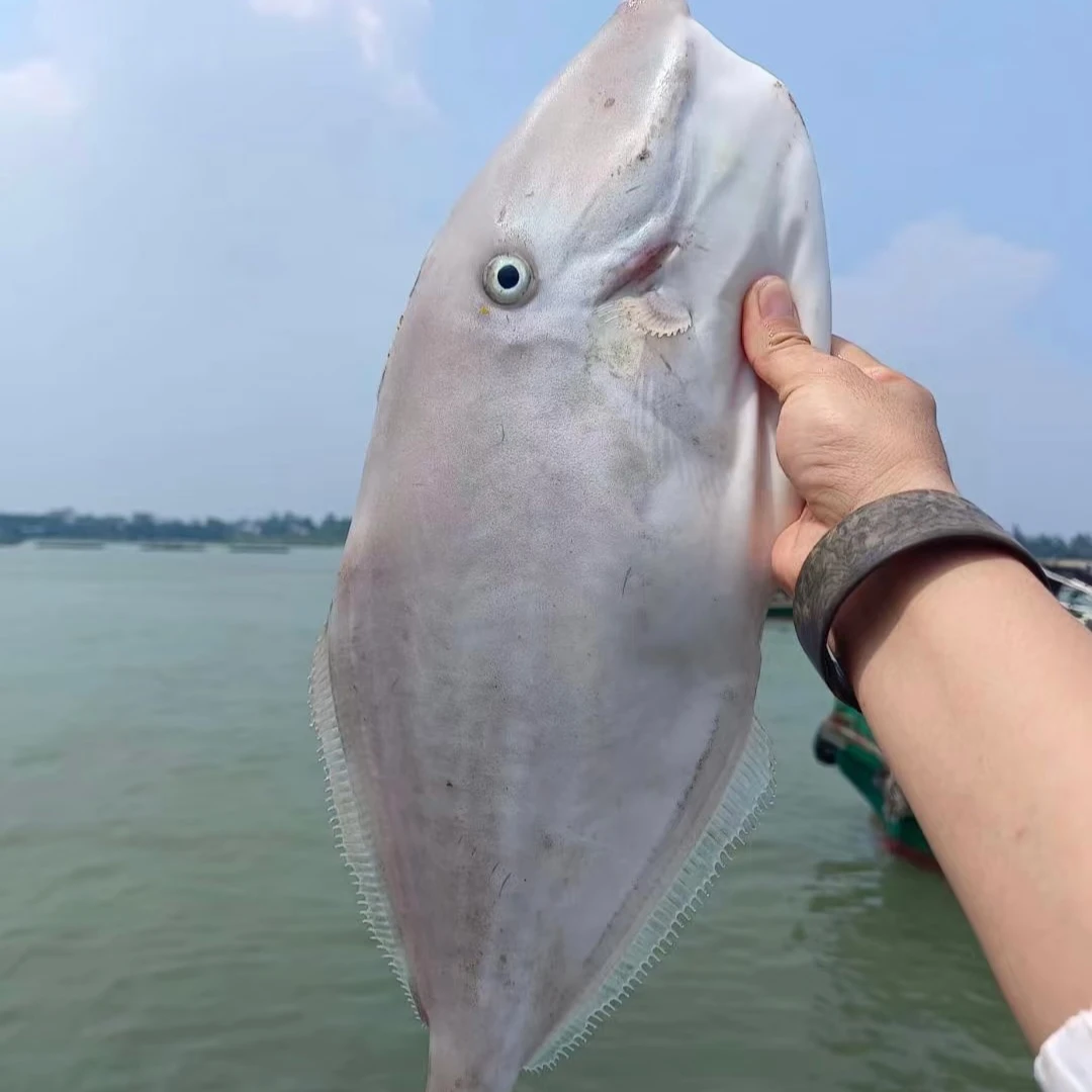广东汕尾本港野生大剥皮鱼肉跟豆腐一样嫩海鱼