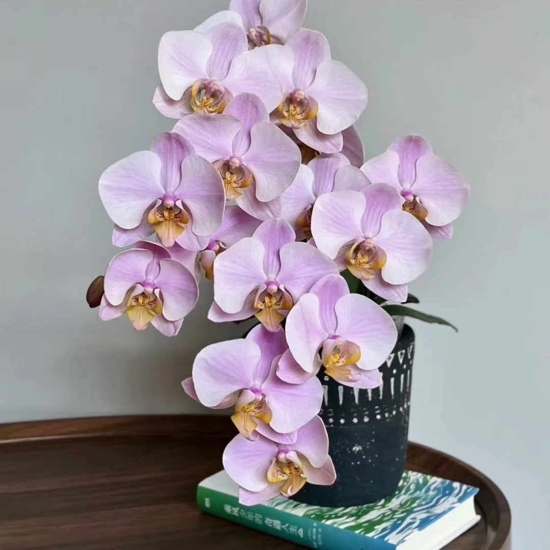 蝴蝶兰开花株【萨利纳斯】四季开花/室内花卉盆栽/带花苞