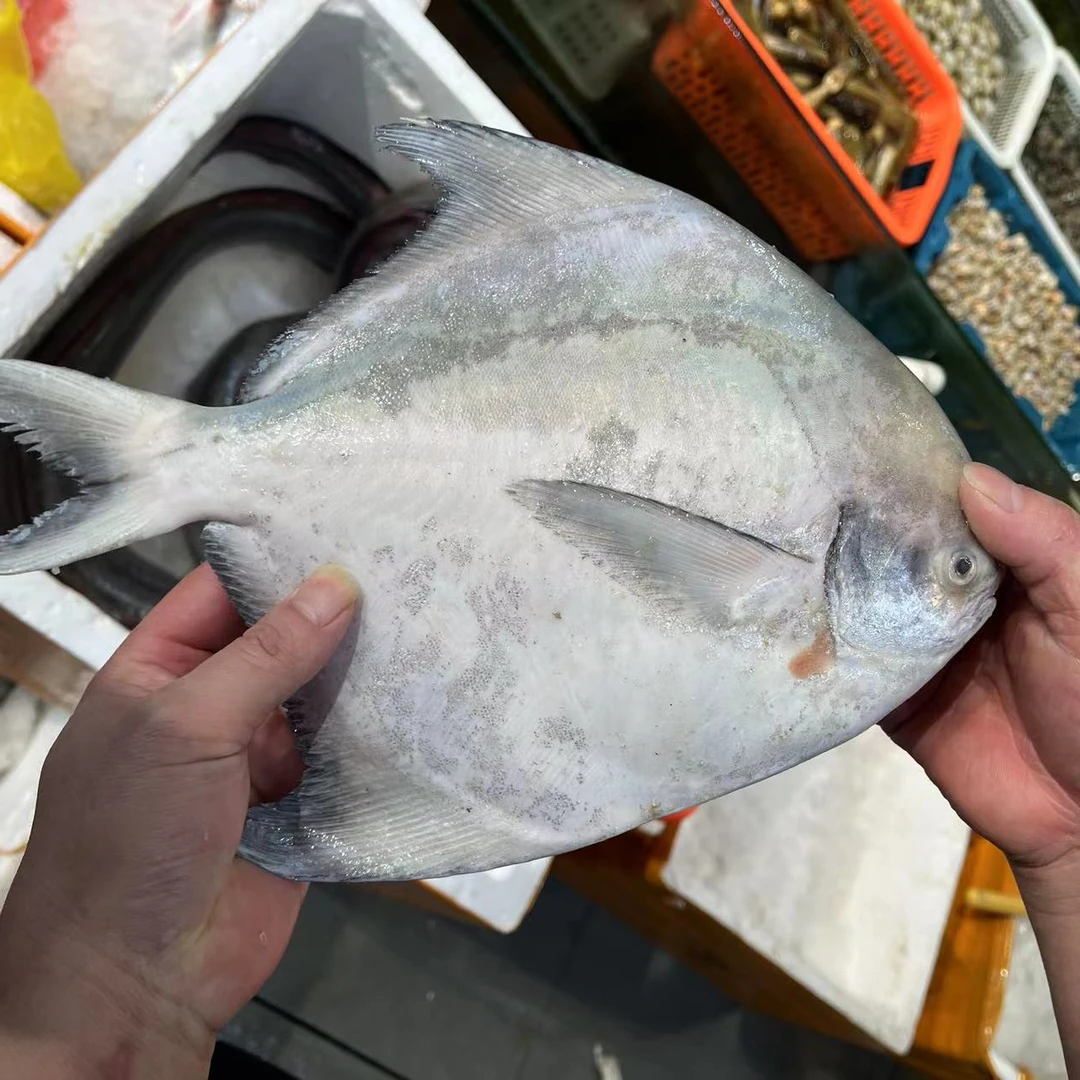 【斗鲳鱼】海产品鲳鱼海福建省内可拍直播现称重量