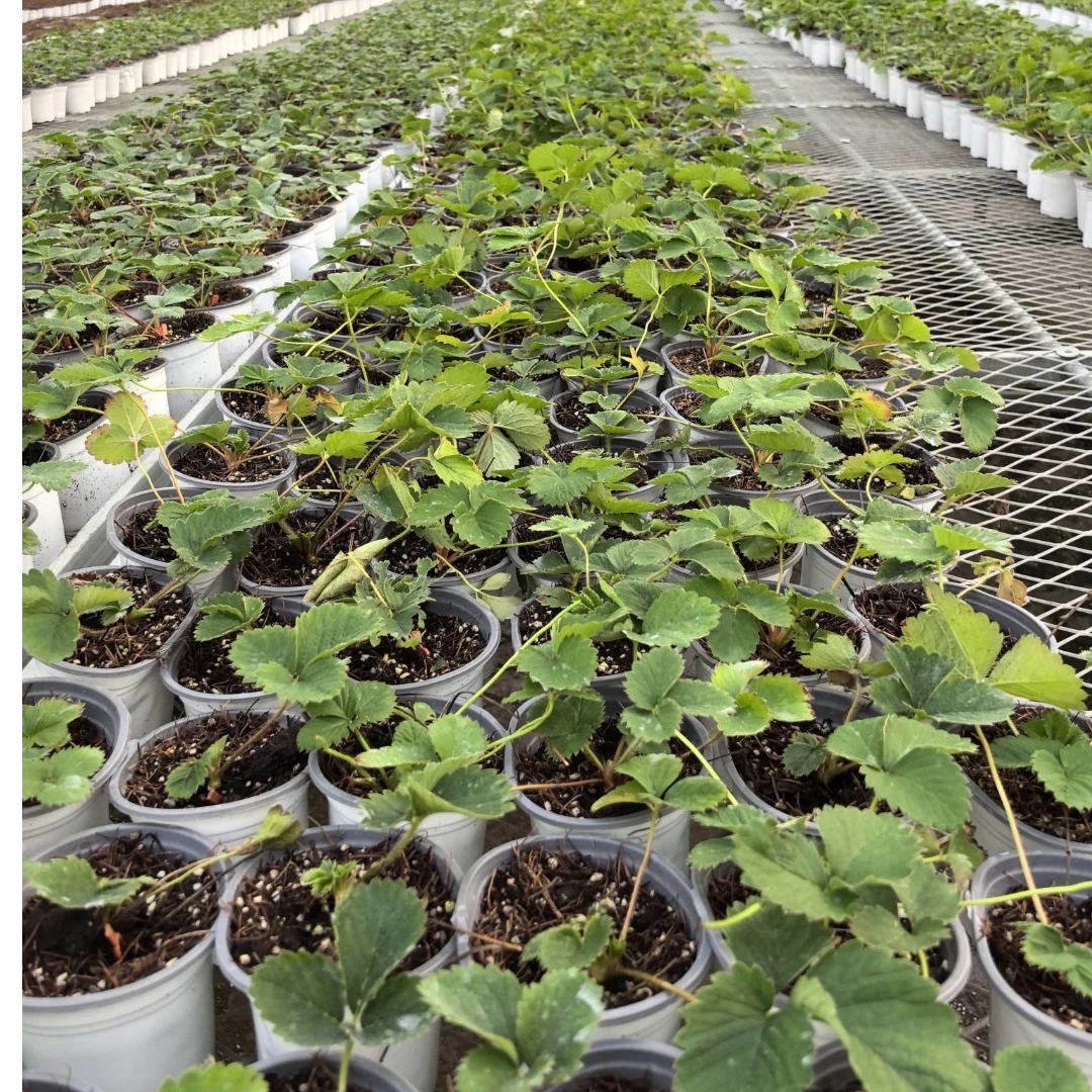 四季盆栽带盆带土阳台院子可种