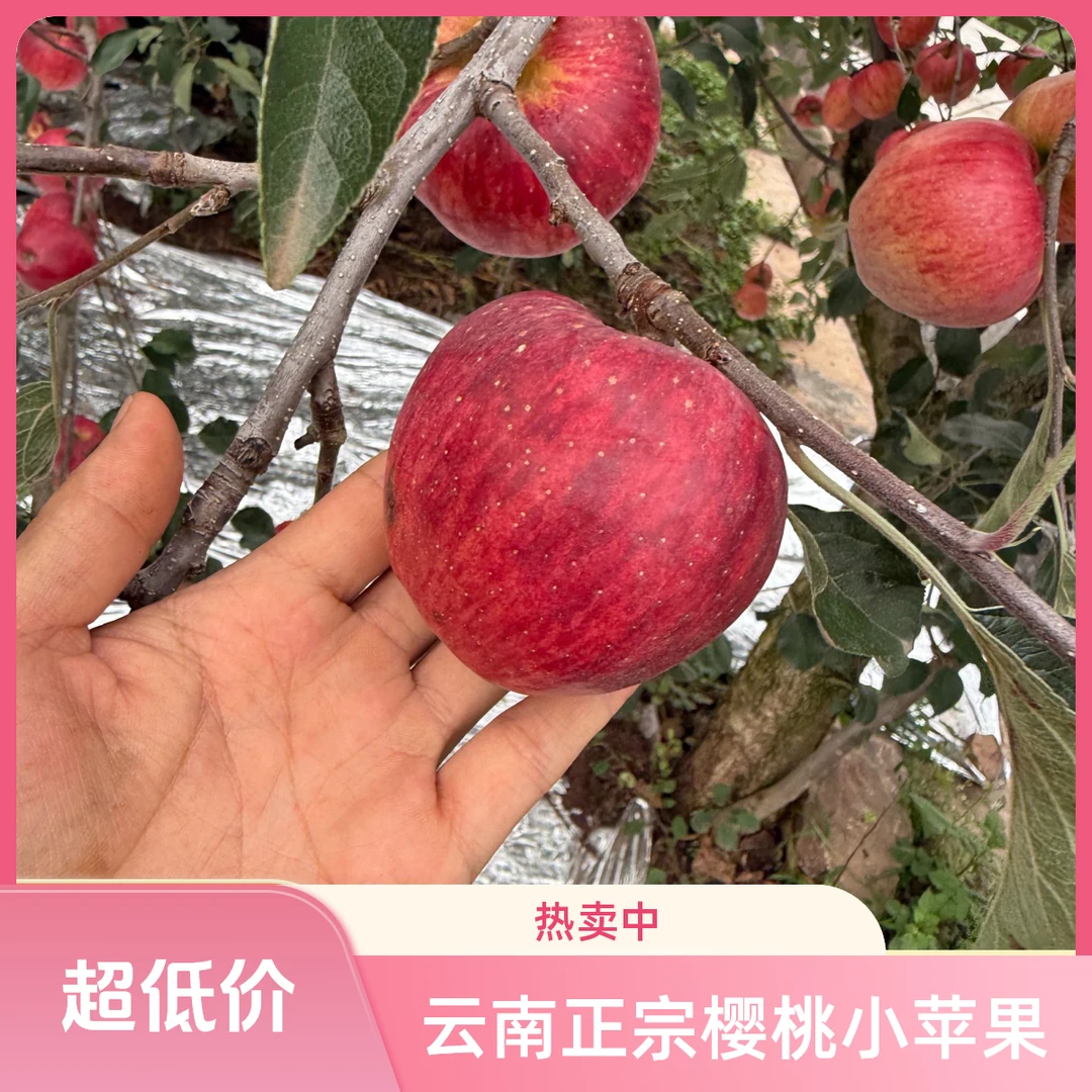 云南昭通正宗樱桃小苹果纯甜无酸现摘现发