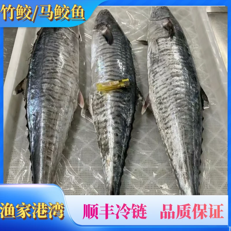 13斤正宗（康氏马鲛鱼）海南渔民七洲列岛捕捞   速冻切片