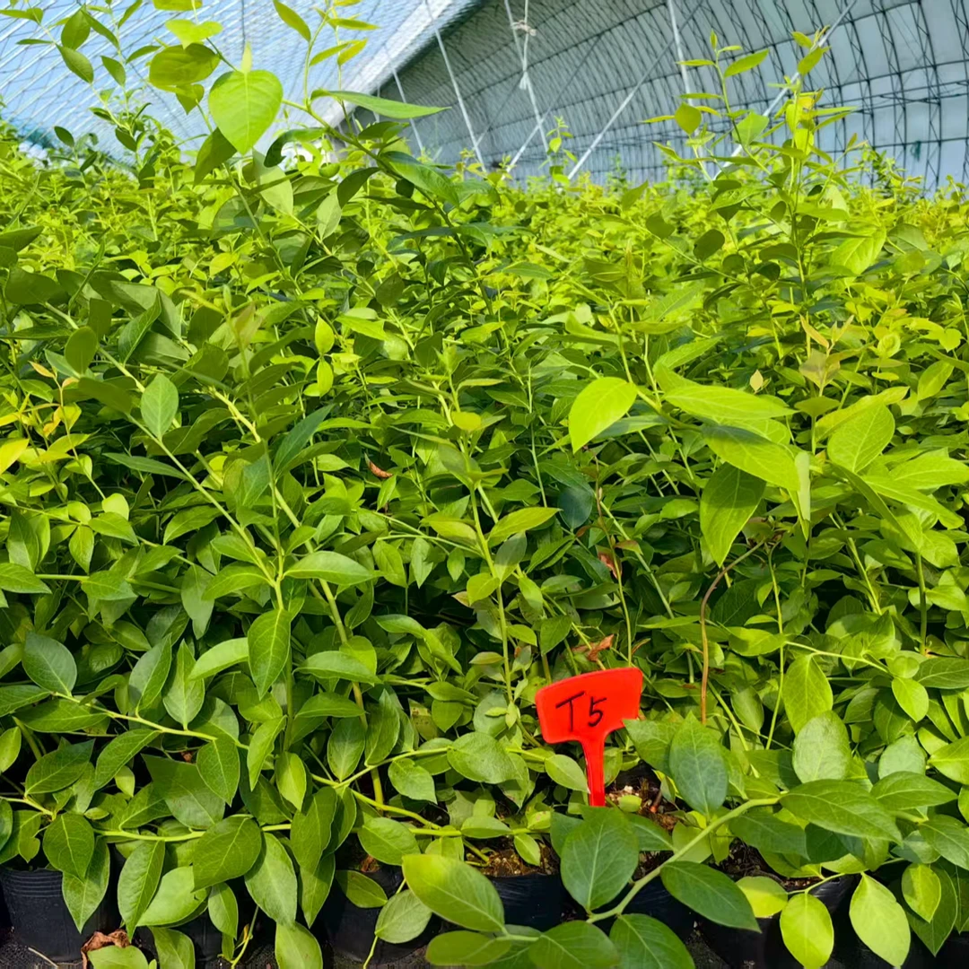 融暖授权新品T5正宗对版蓝莓大果苔藓组培苗纯甜无酸四季果树盆栽