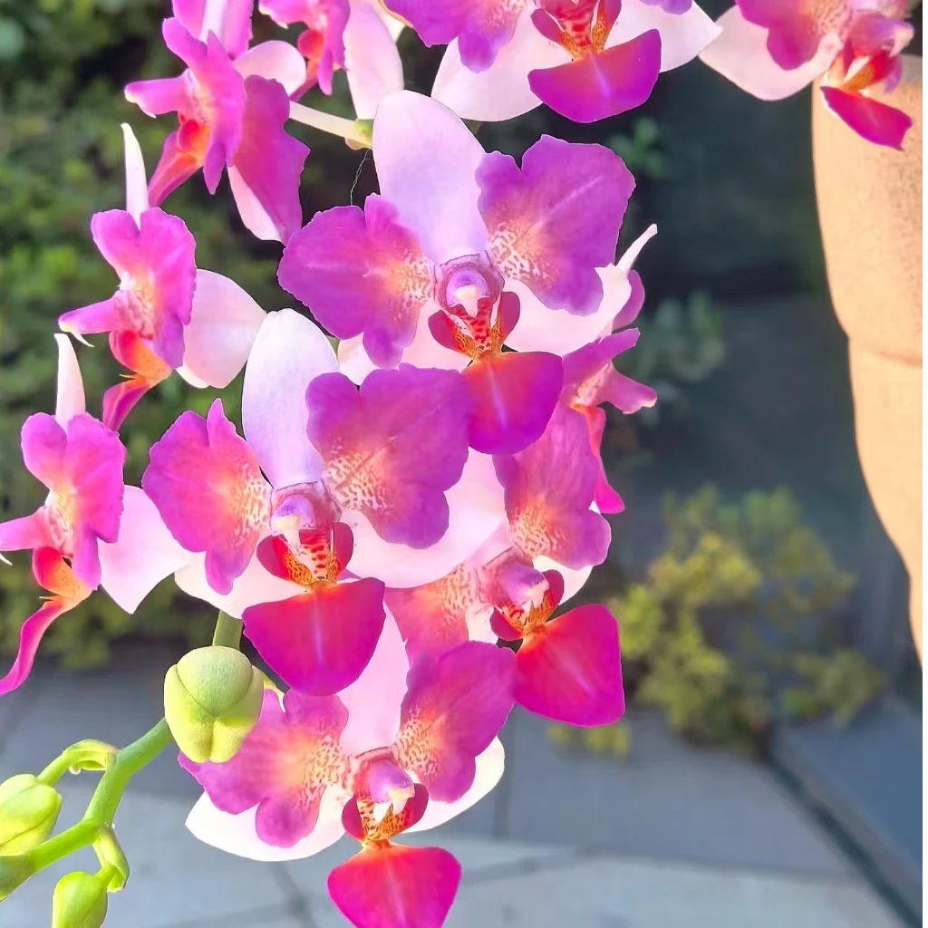 （刘氏莓果）3.5寸台湾苗 小花型 有返祖概率