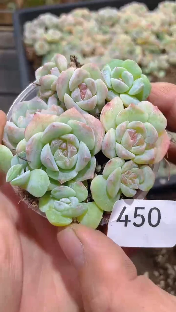 450仙梦珍妮      量拍
