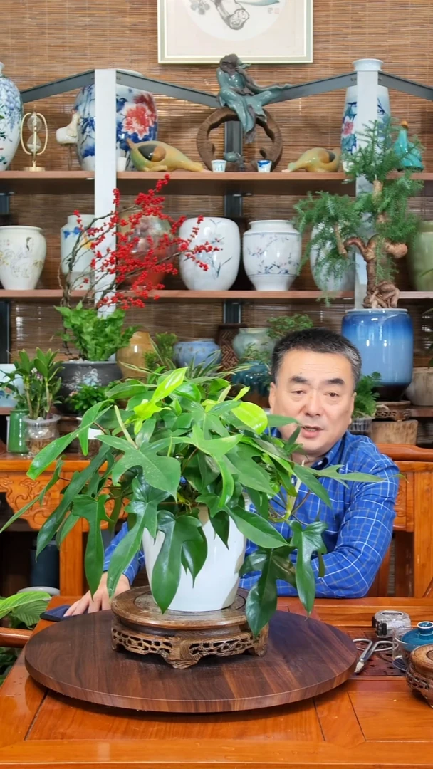 无花朵越**好水之韵水培飞机蔓绿绒